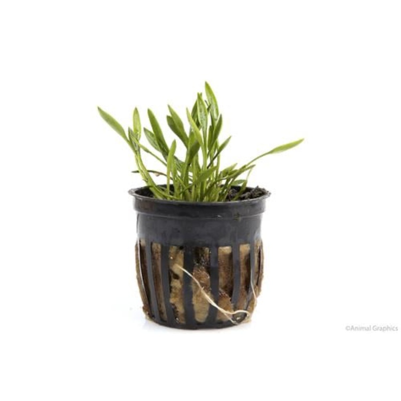 Cryptocoryne Parva
