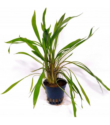 Cryptocoryne Spiralis 'Pink Panther'