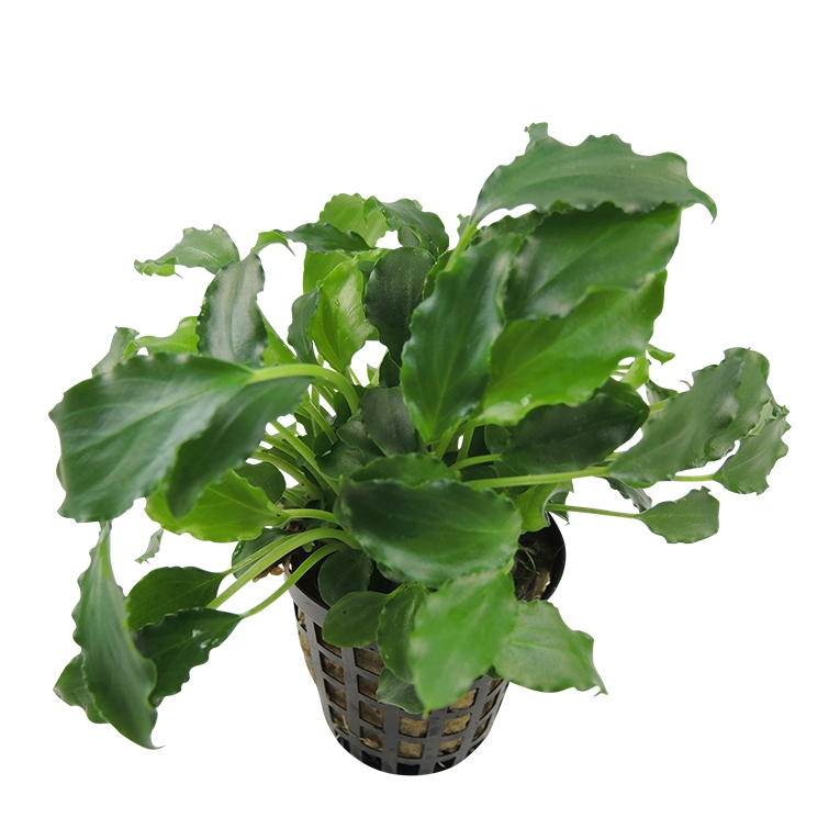 Schismatoglottis Prietoi