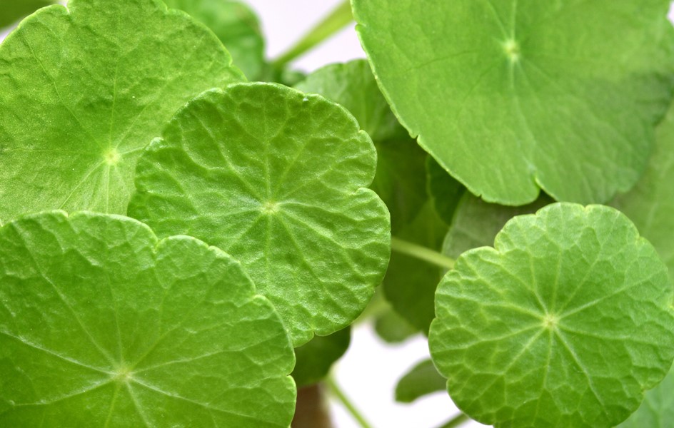 Hydrocotyle Verticillata - Imagen 2