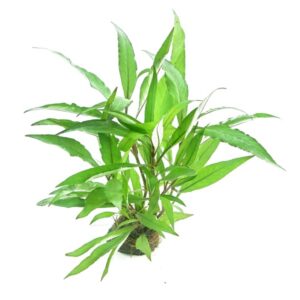 Hygrophila Corymbosa 'Thailand'