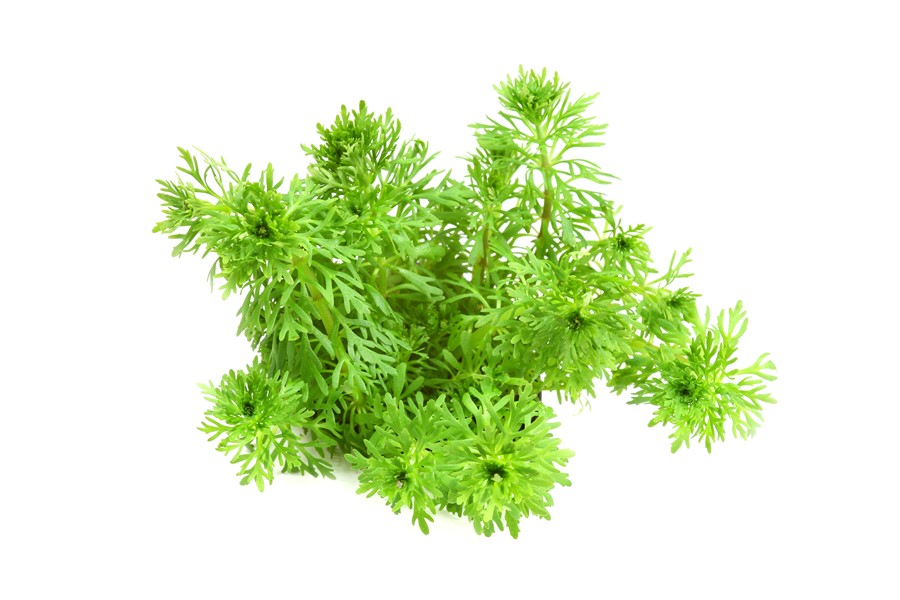 Limnophila Sessiliflora
