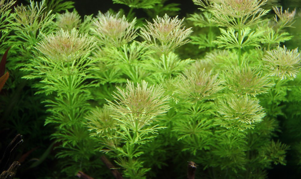 Limnophila Sessiliflora - Imagen 2