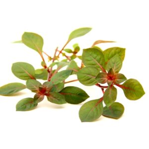 Ludwigia palustris 'Super Red'
