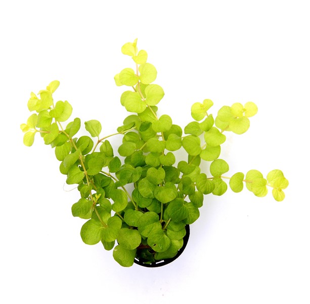Lysimachia Nummularia 'Aurea'