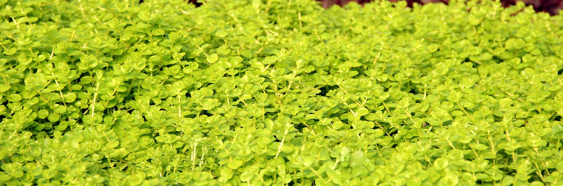Lysimachia Nummularia 'Aurea' - Imagen 2