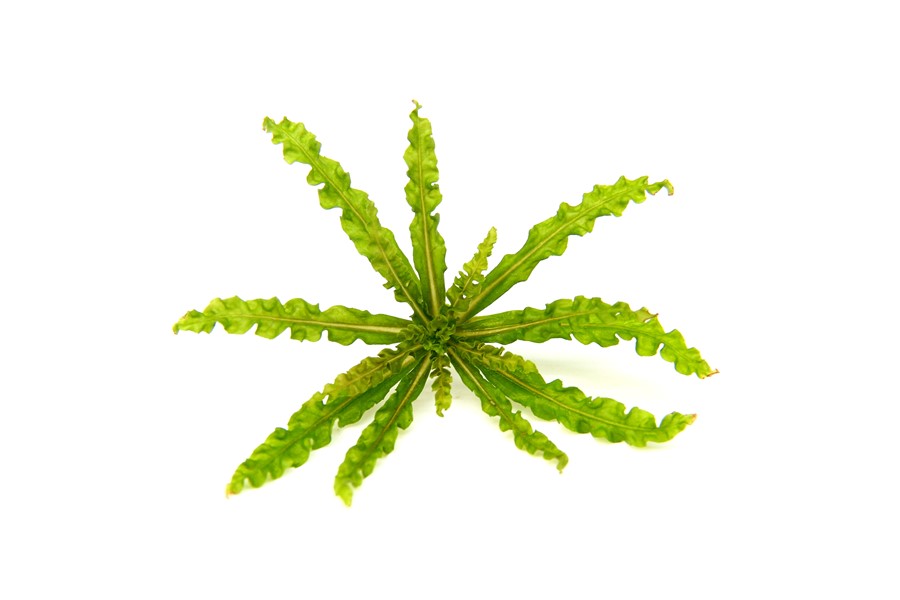 Pogostemon Helferi - Imagen 2