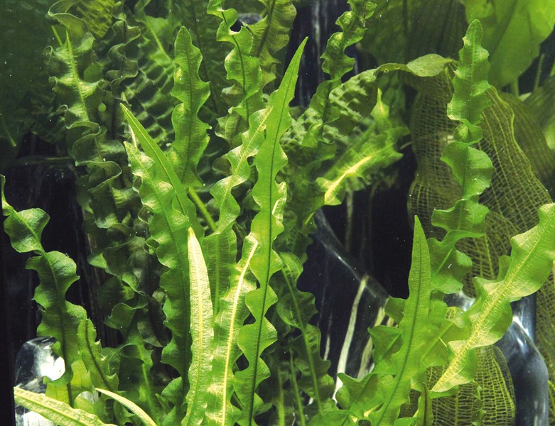 Aponogeton Longiplumulosus - Imagen 2