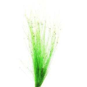 Eleocharis Vivipara