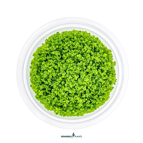 Hemianthus callitrichoides 'Cuba' - Imagen 3