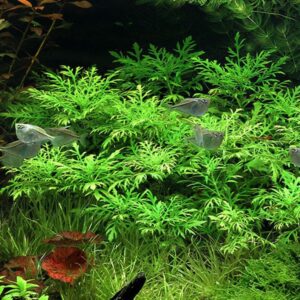 Hygrophila Difformis