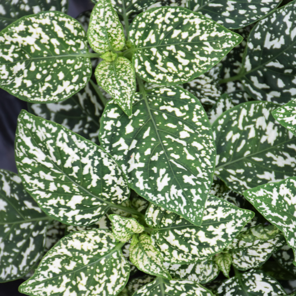 Hypoestes Phyllostachya 'White'