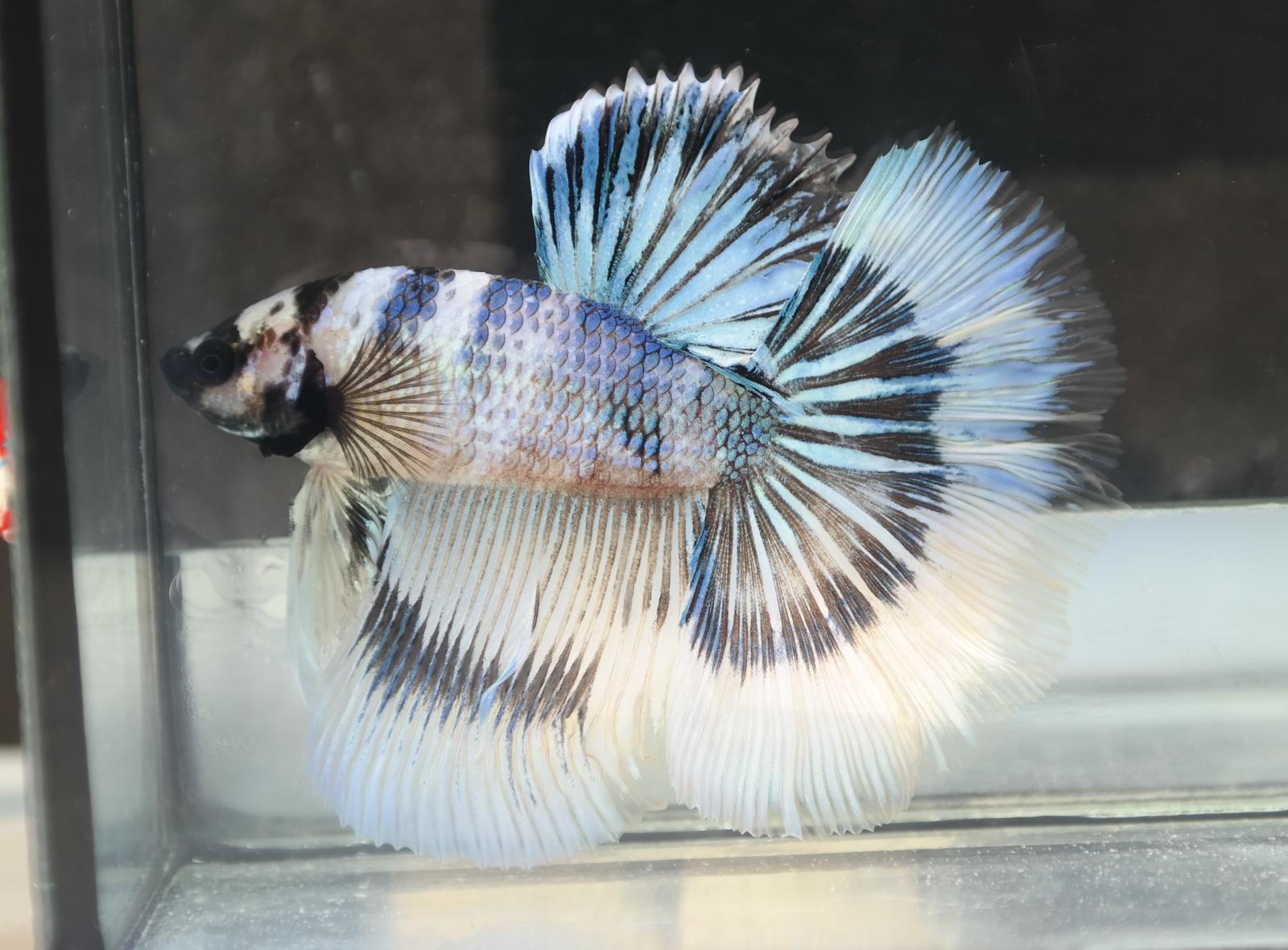 Betta splendens Fancy Halfmoon Male