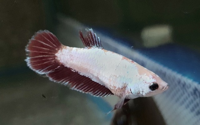 Betta splendens Superdelta Female