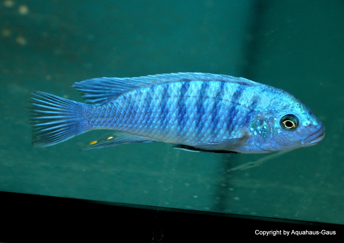 Pseudotropheus zebra OB