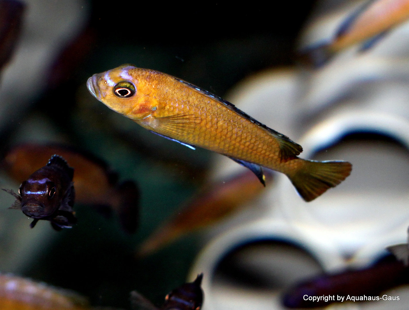Pseudotropheus elongatus gold