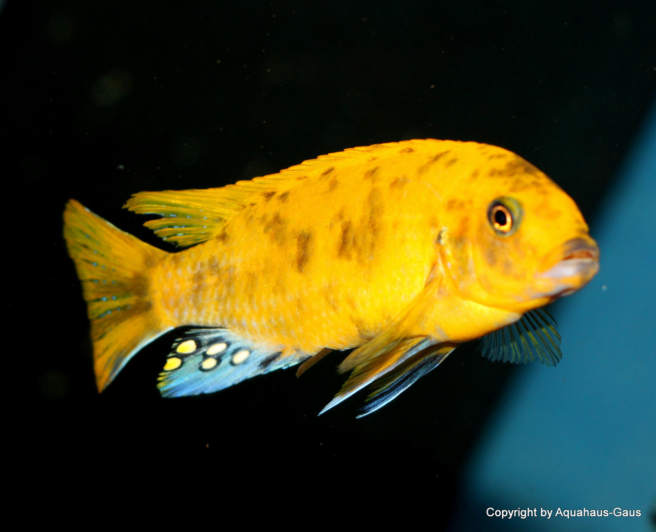 Pseudotropheus zebra kavanga gold