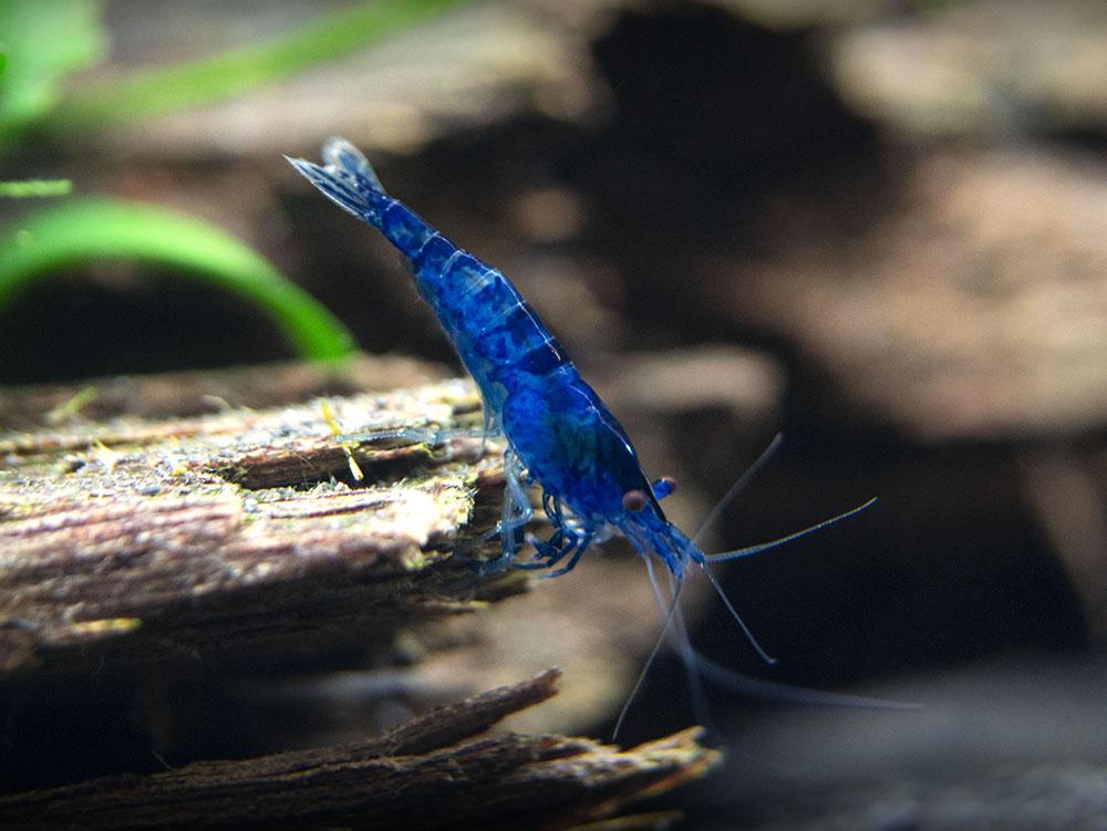 BLUE DIAMOND – 1,2–1,5 cm