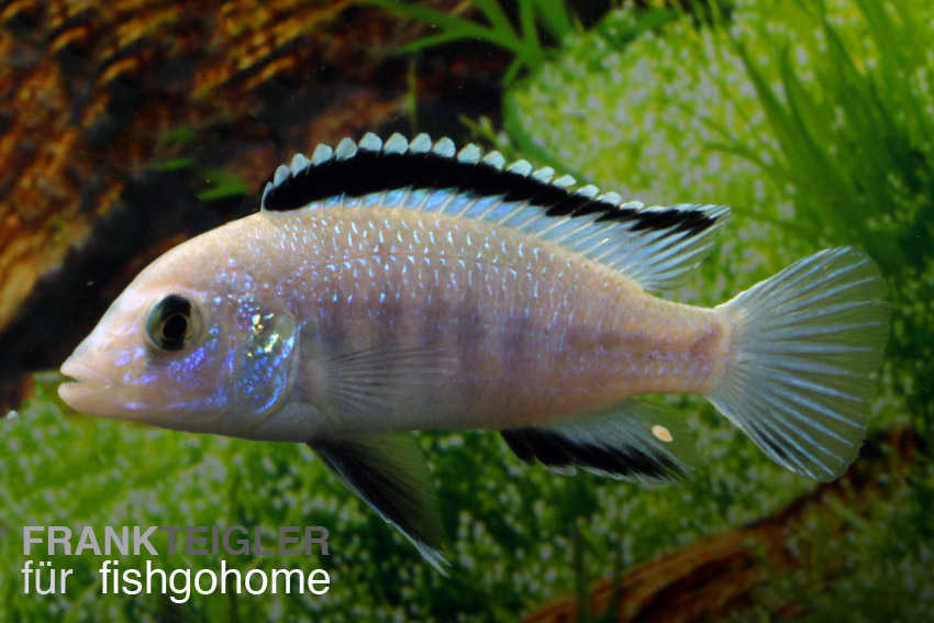 Labidochromis sp. white