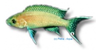 Lamprologus gracilis