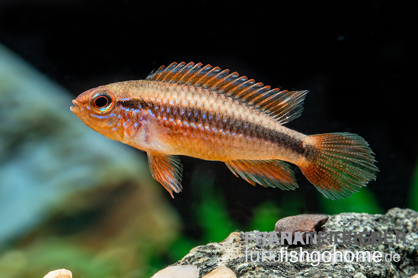 Apistogramma agassizii gold RED