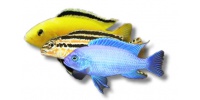 Malawi cichlid mixed
