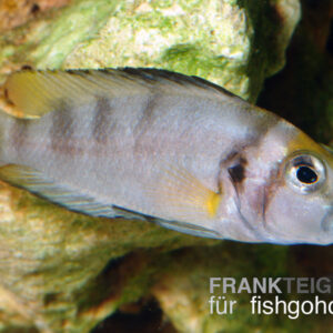 Altolamprologus sp. "Sumbu Shell"