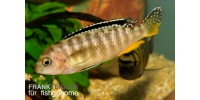 Pseudotropheops tropheops RED fin