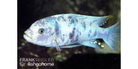 Pseudotropheus feinzilbergi RED dorsal