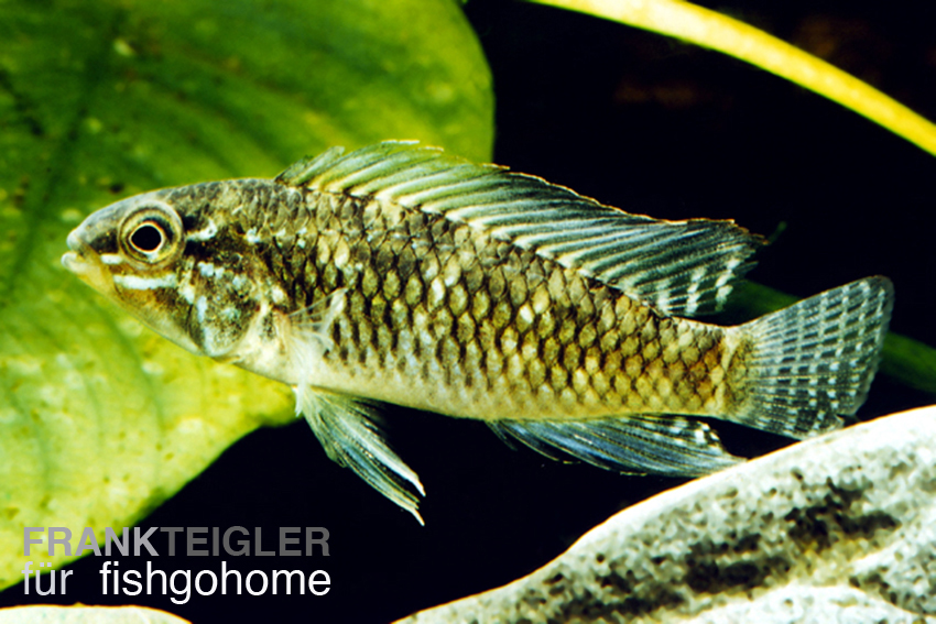 Apistogramma meinkenni