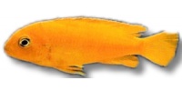 Pseudotropheus saulosi RED coral