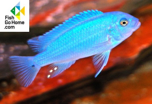 Pseudotropheus zebra BLUE + BLUE