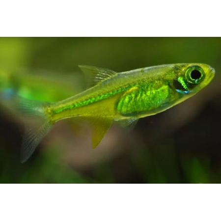 RASBORA VERDE NEÓN – 1-2cm