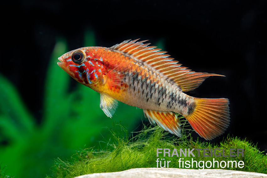 Apistogramma sp. viejeta ii