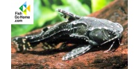 Agamyxis albomaculatus