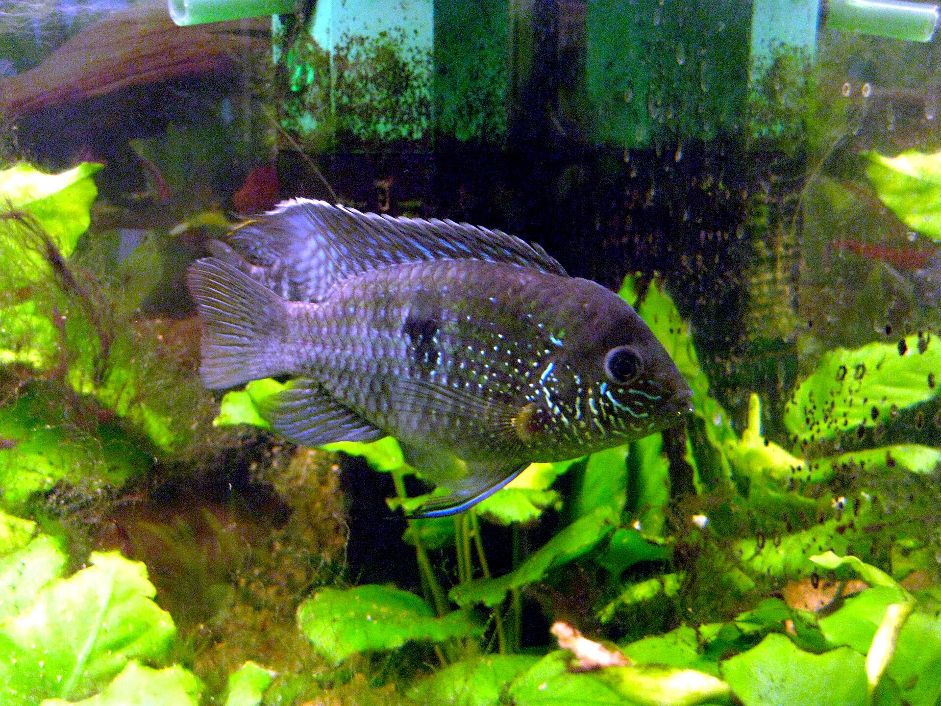 Aequidens pulcher /latifrons/