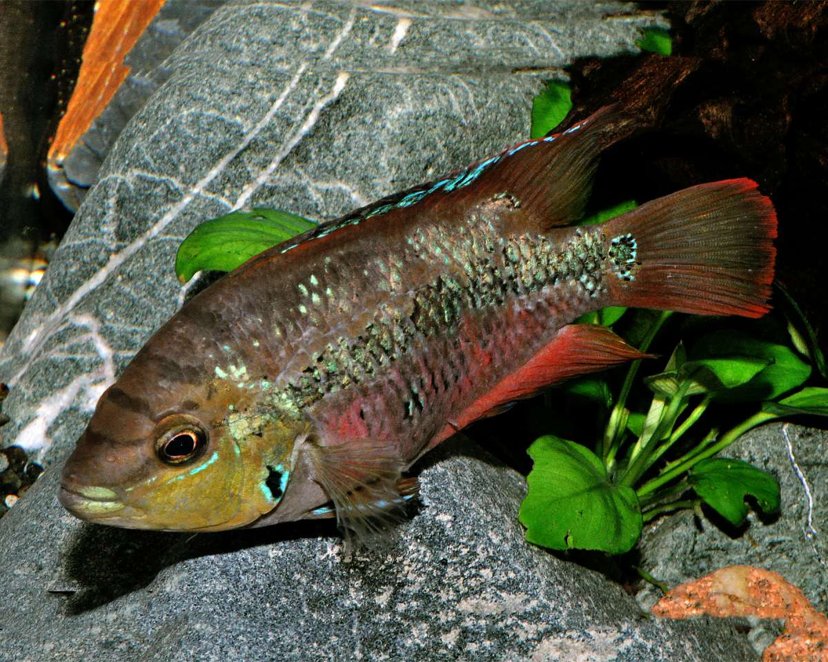 Cichlasoma salvinii