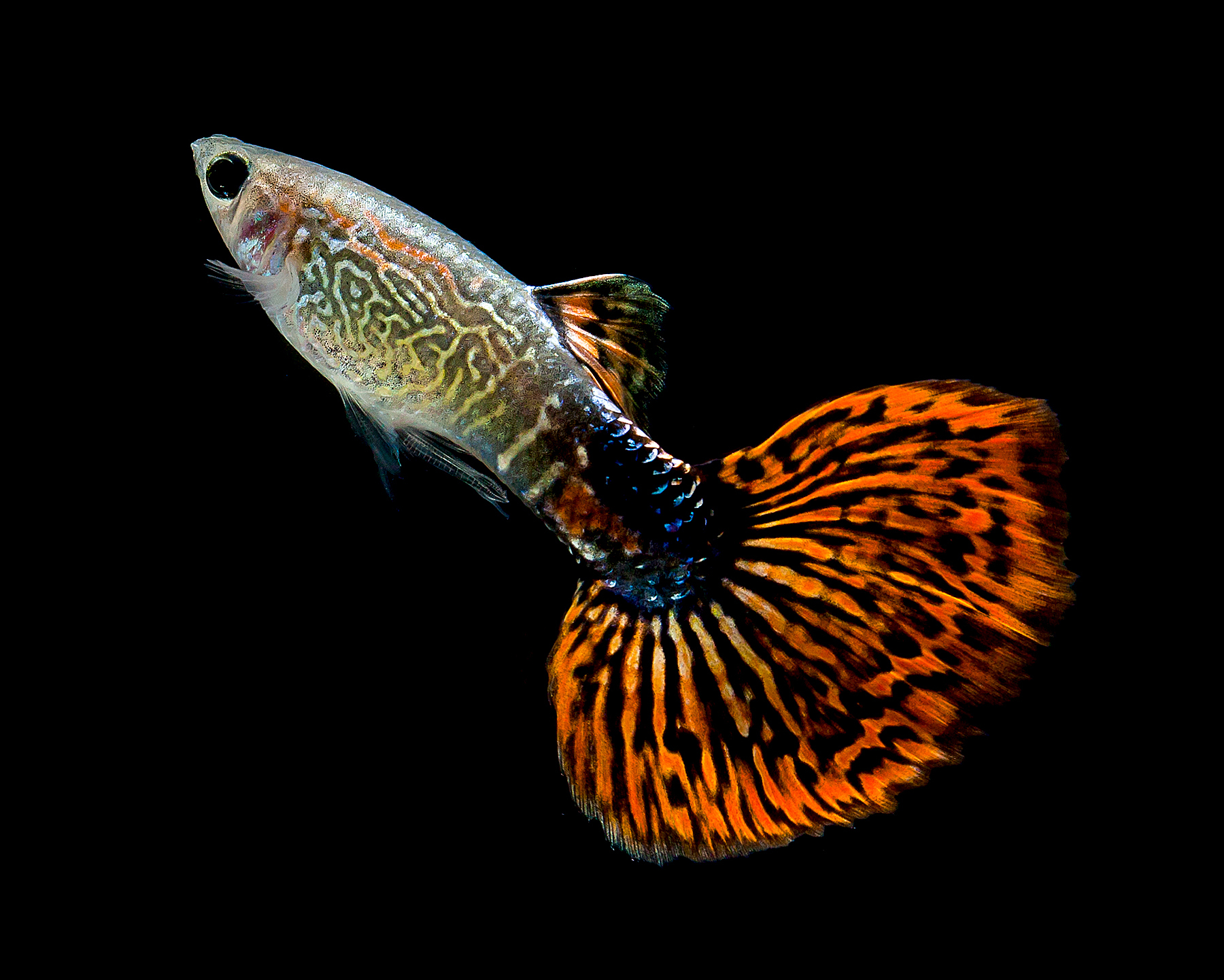 GUPPY SNAKESKIN KOI MACHO – 2,5-3cm