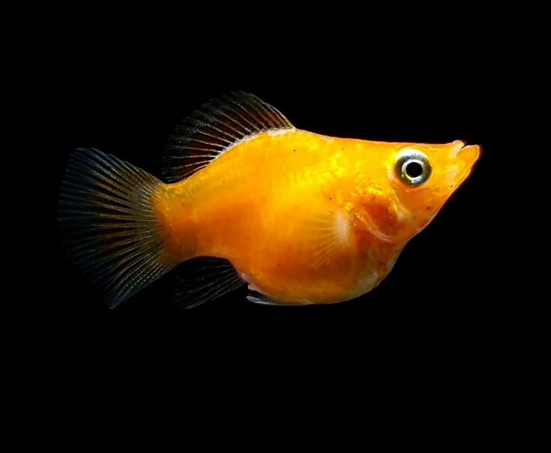 MOLLY BALLON NARANJA – 2,5-3cm