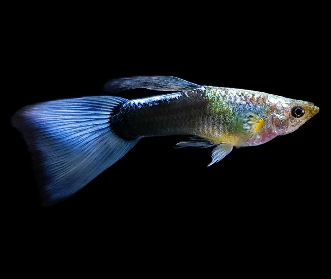 GUPPY MACHO METALIC BLUE NEON – 3-3,5cm