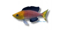 Cyprichromis lept. jumbo yellow