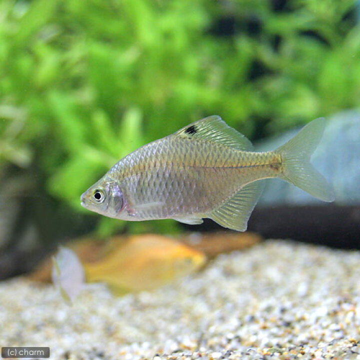 Taenicara candidi