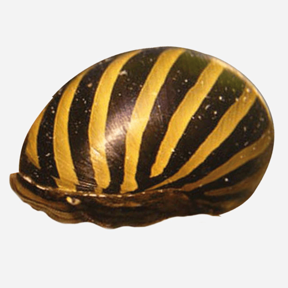 CARACOL TIGRE / ZEBRA