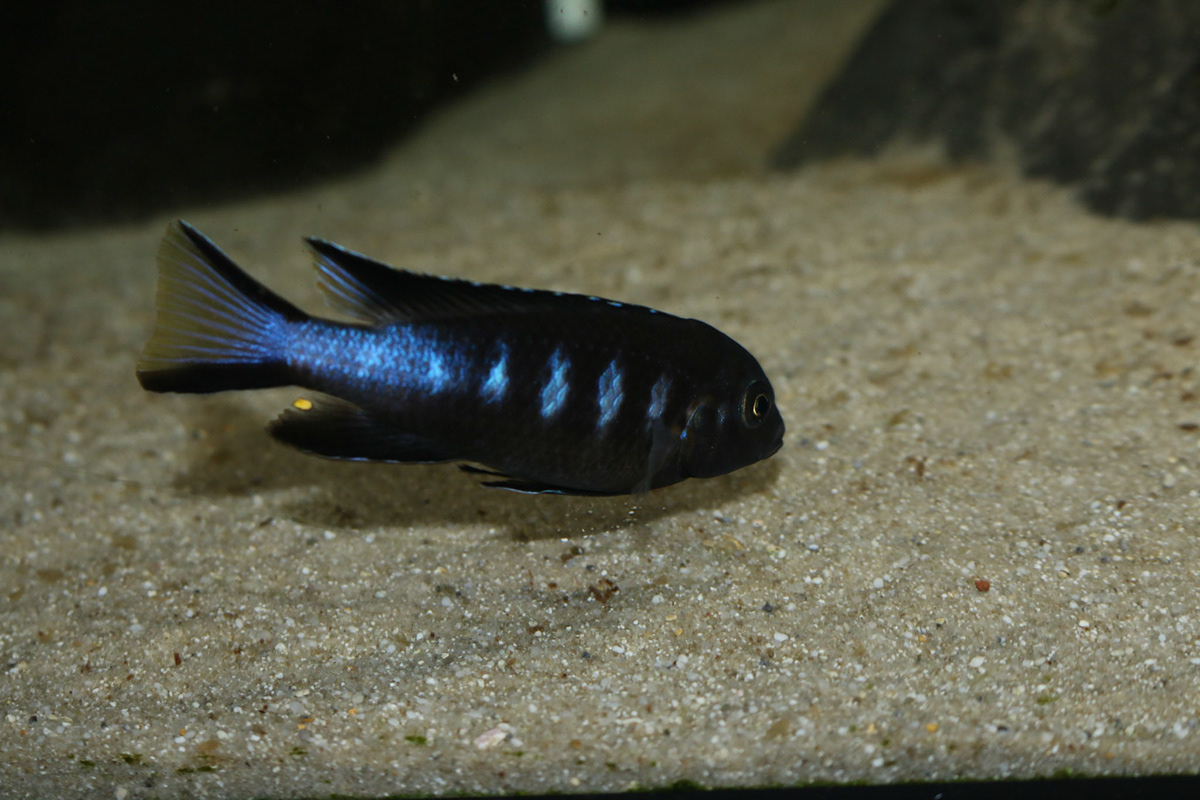 Pseudotropheus sp. cameleo