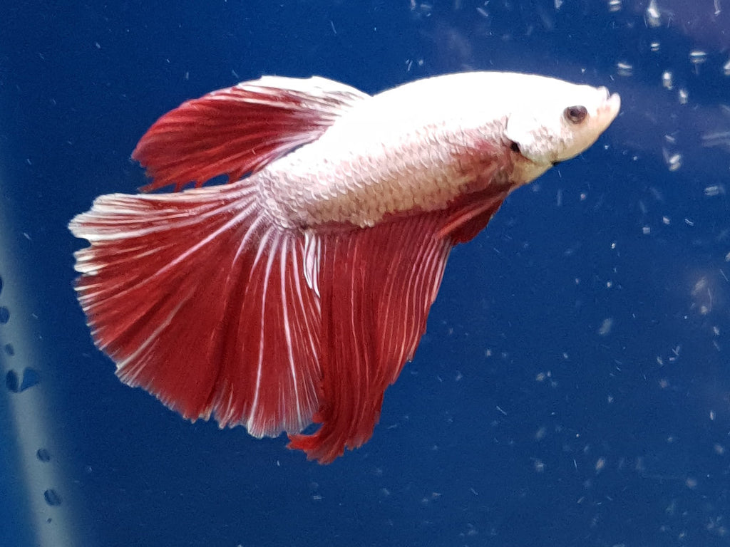 Betta splendens Green Platinum Red White Halfmoon Unsexed