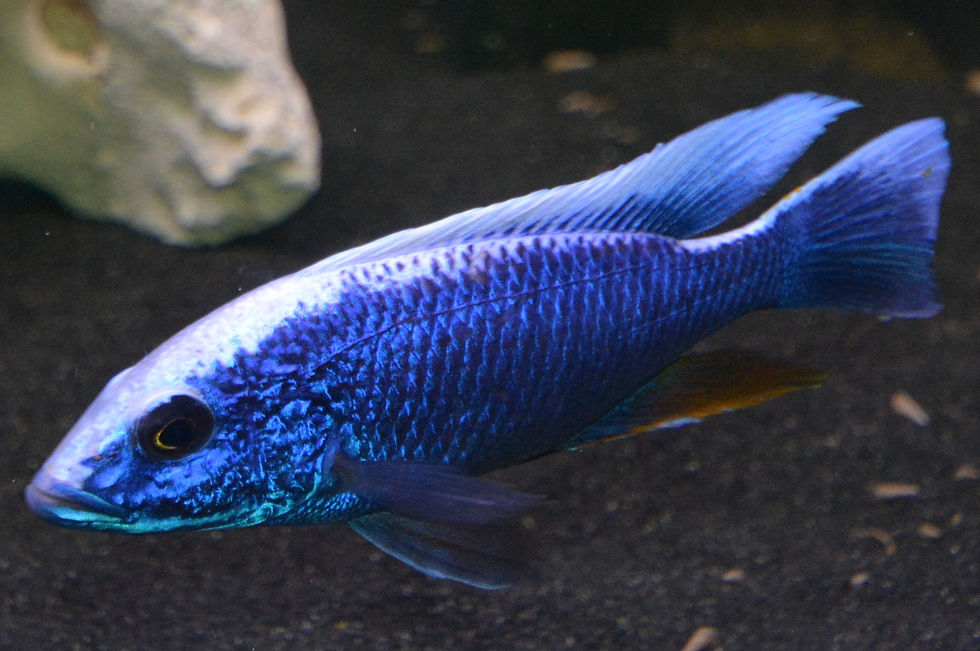 Sciaenochromis fryeri maleri island