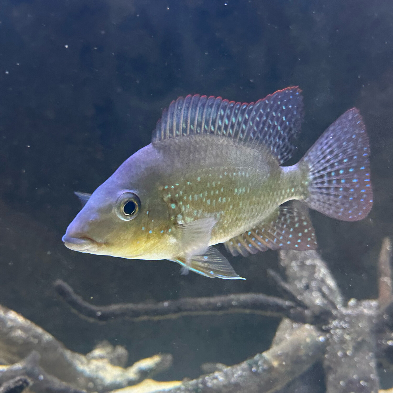 Geophagus brasiliensis