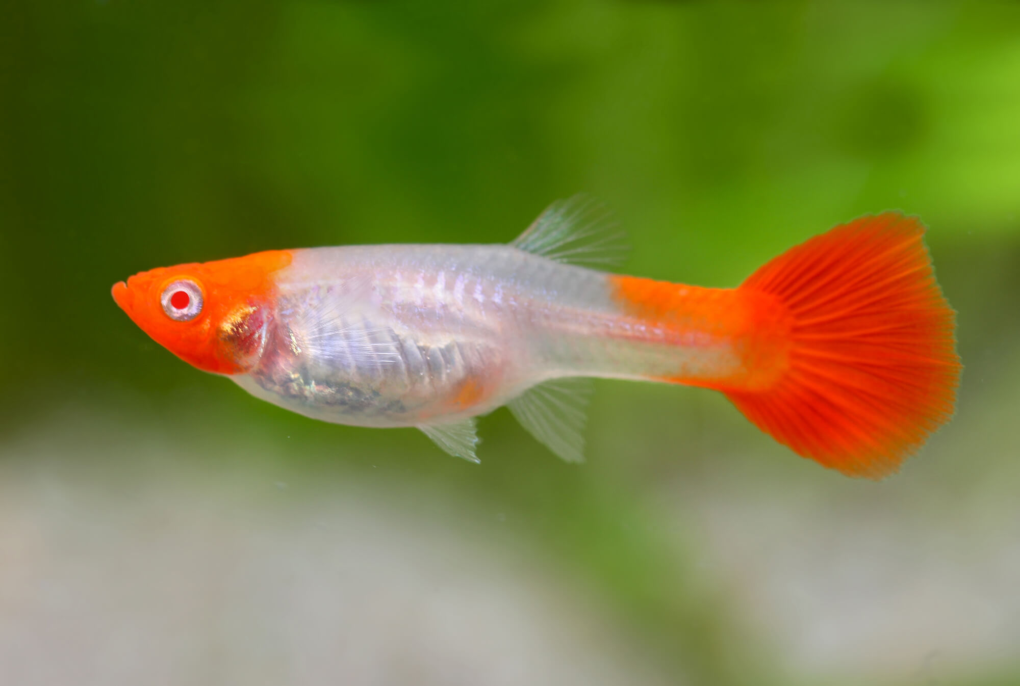 GUPPY KOI RED NOSE KOHAKU MACHO – 2,5-3cm