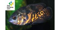 Astronotus ocellatus RED tiger