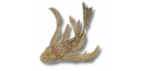Ancistrus sp. Long Fin